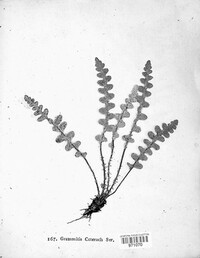 Asplenium ceterach image